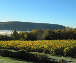 Ingle Vineyard Harvest View Canandaigua Lake